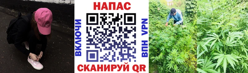 Бошки Шишки план  Купить где  Пугачёв 